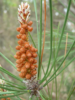 Fleurs mâles (produisant le pollen) en chatons jaune pâle rosé présents à la base des rameaux de l'année. Agrandir dans une nouvelle fenêtre (ou onglet)